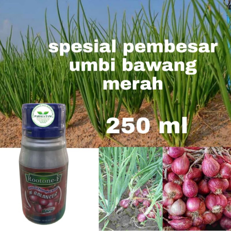 Rootone-F/N-BALANCER/zpt organik/unsur hara/unsur mikro/pembesar umbi/peningkat bobot/spesial pembes