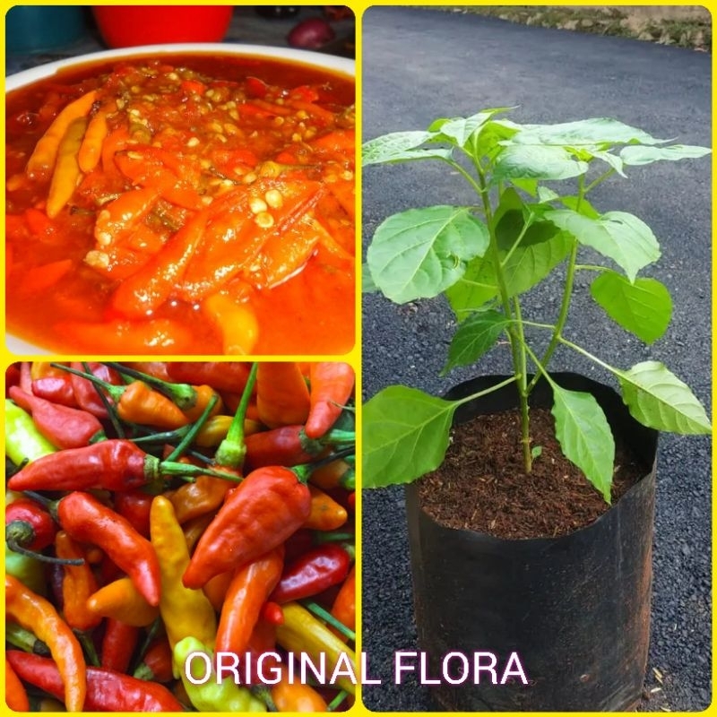 Bibit Tanaman Cabe Rawit Setan Super Pedas
