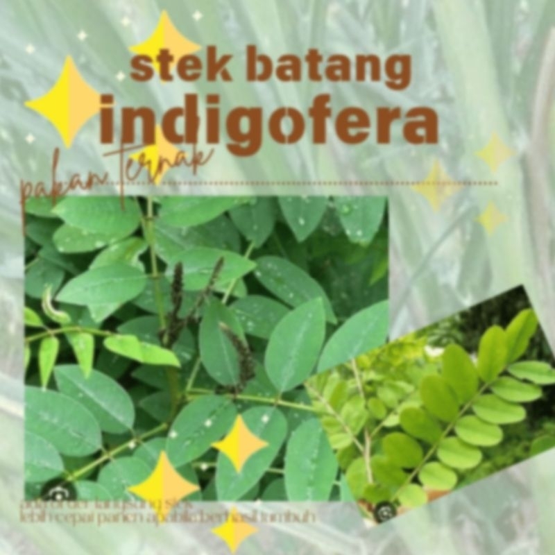 stek batang indigofera
