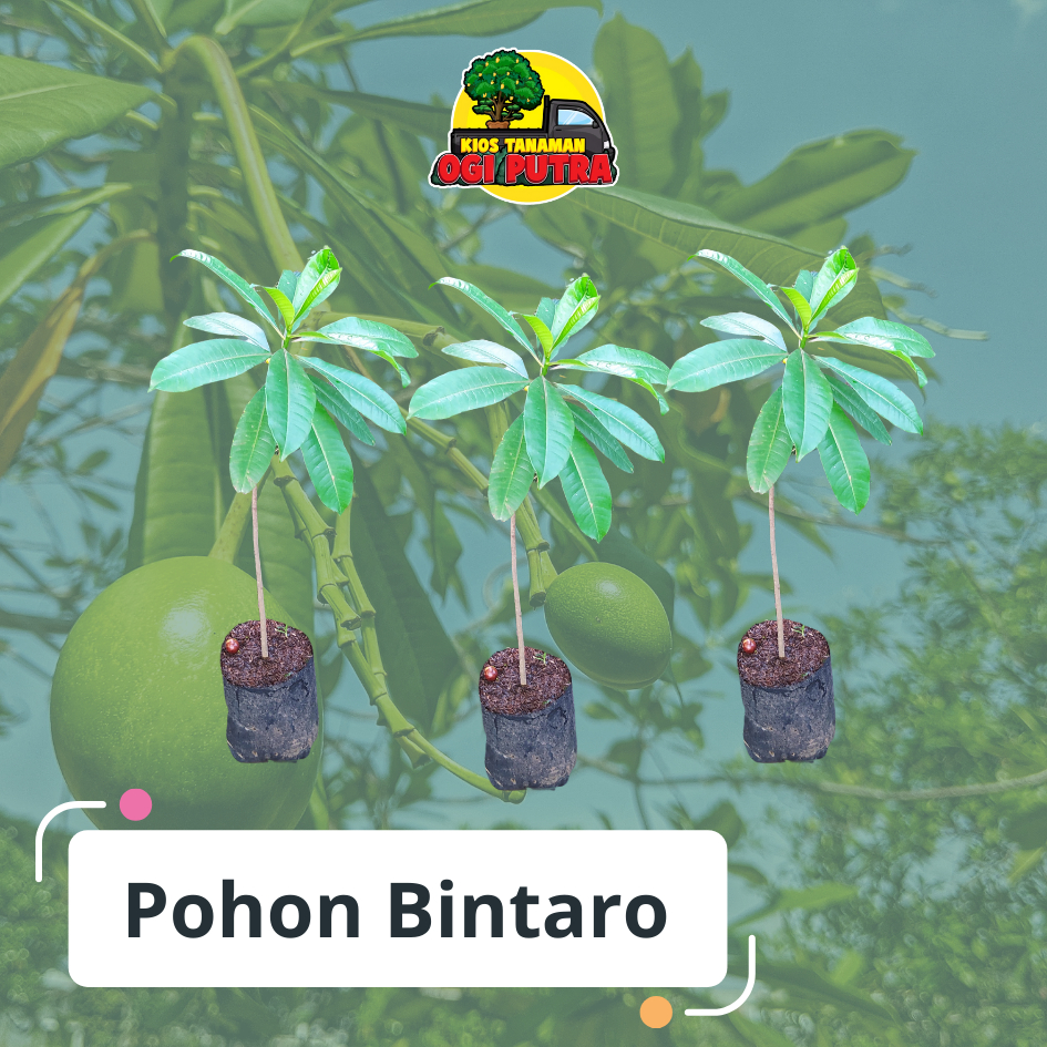 Bibit Pohon Bintaro 80 cm