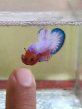 Cupang Plakat/plakad White Scale/ WS Banding hiasan akuarium Top Grade