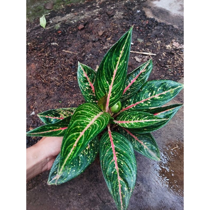 paket 2 Aglonema tanian lokal legacy green dan legacy merah