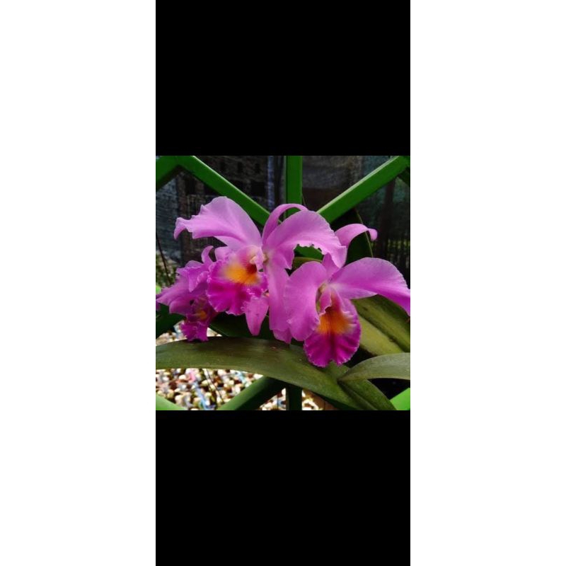 Anggrek Cattleya Mantini sp
