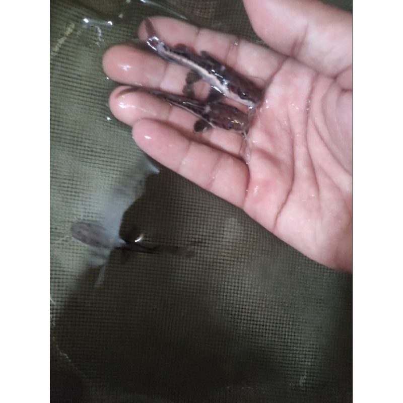 hiasan aquarium leopard catfish