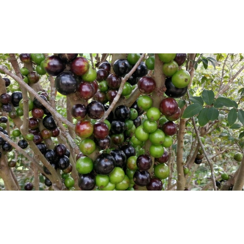 

Pohon Anggur Brazil Preco