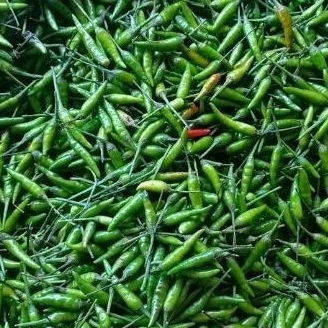 

cabe rawit fresh