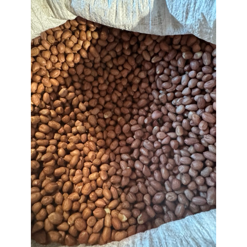 

KACANG TANAH KULIT MENTA BELUM GORENG