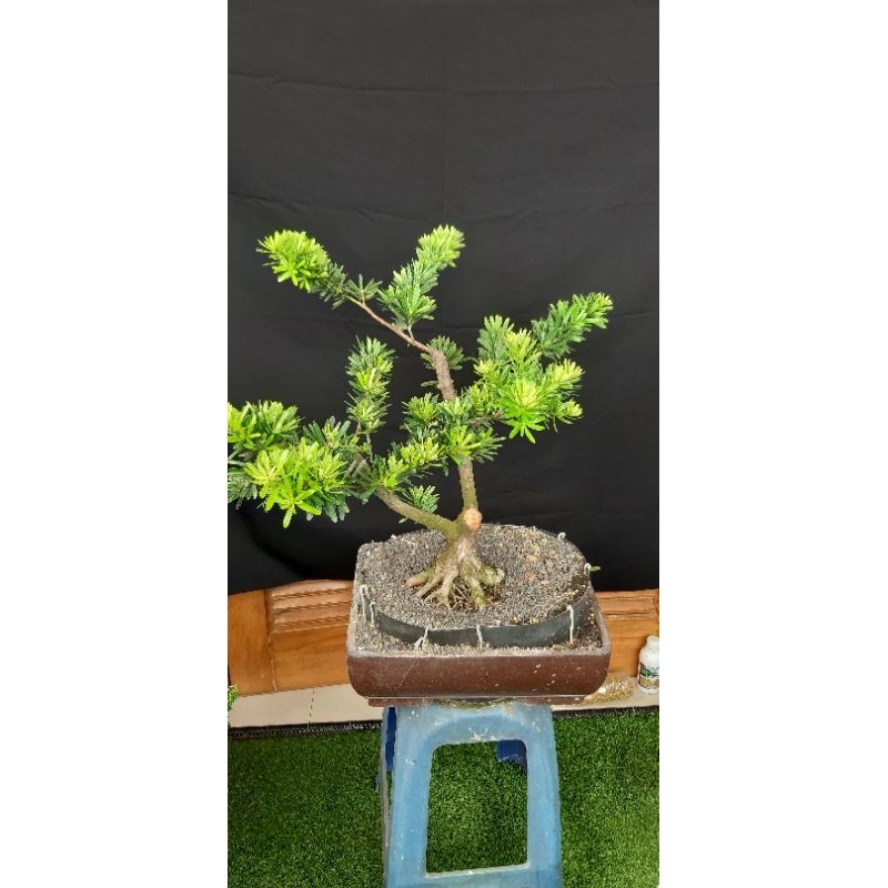 Bonsai lohansung cincuan