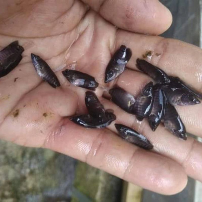 paket 100 ekor bibit ikan gurame soang nguaci