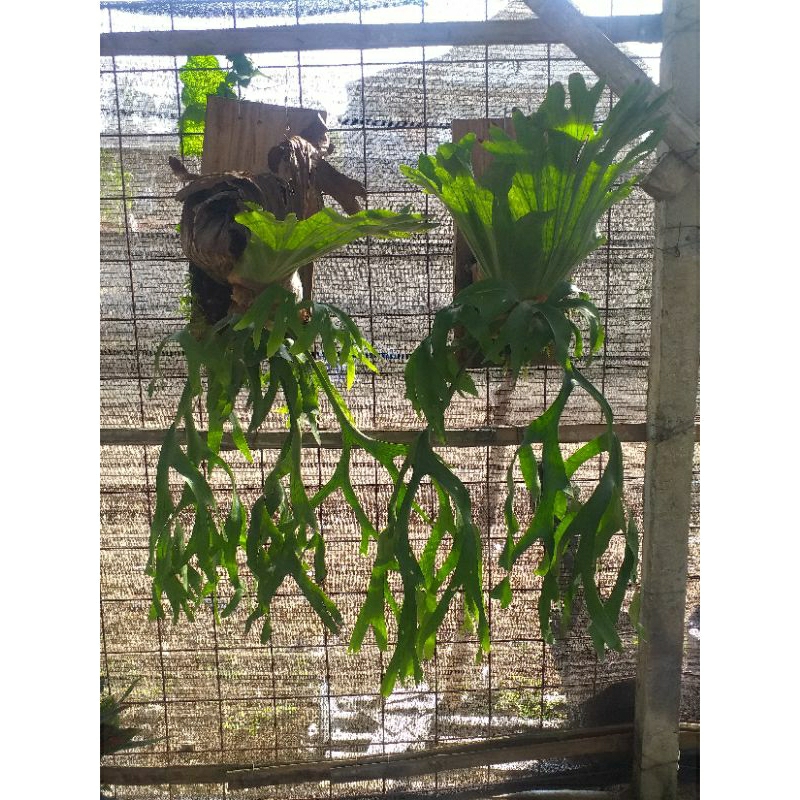 Tanaman Hias Platycerium Coronarium