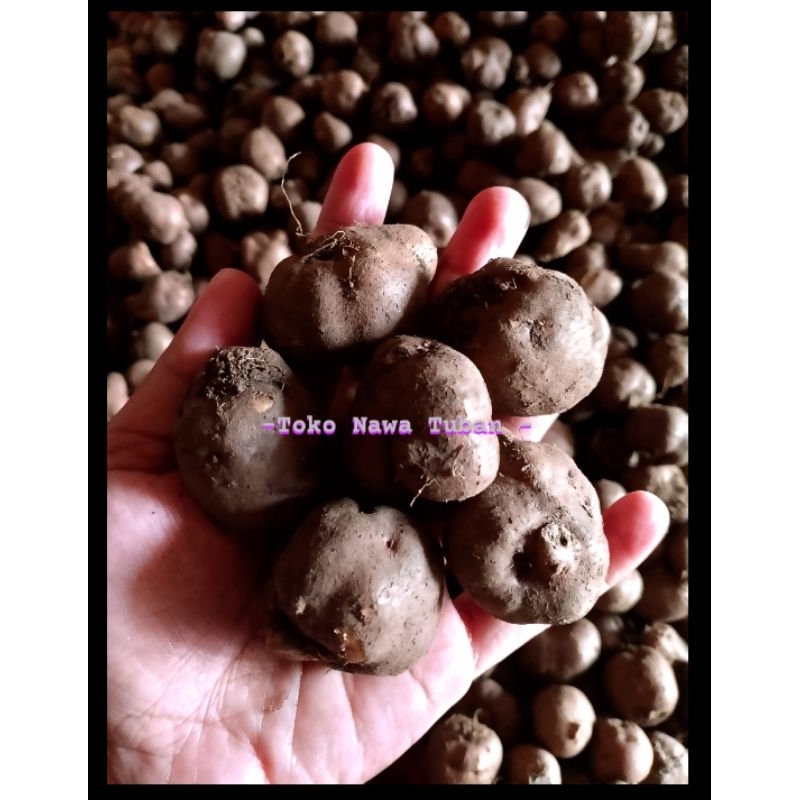 KENTANG HITAM SUPER 1KG,sabrang, kentang Hitam,kleci, kentang bulu