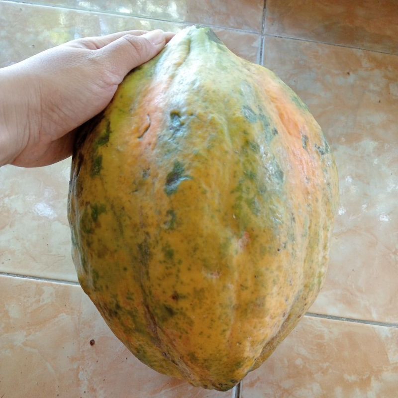 

pepaya California