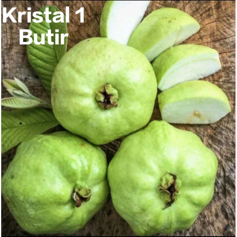 

Jambu Kristal 1Butir Premium Segar