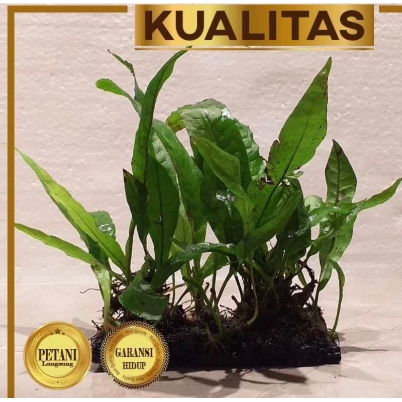 Paket isi 5 Lempeng Pakis Tanaman Air Aquascape Kadaka Java Fern Media Lempeng Pakis