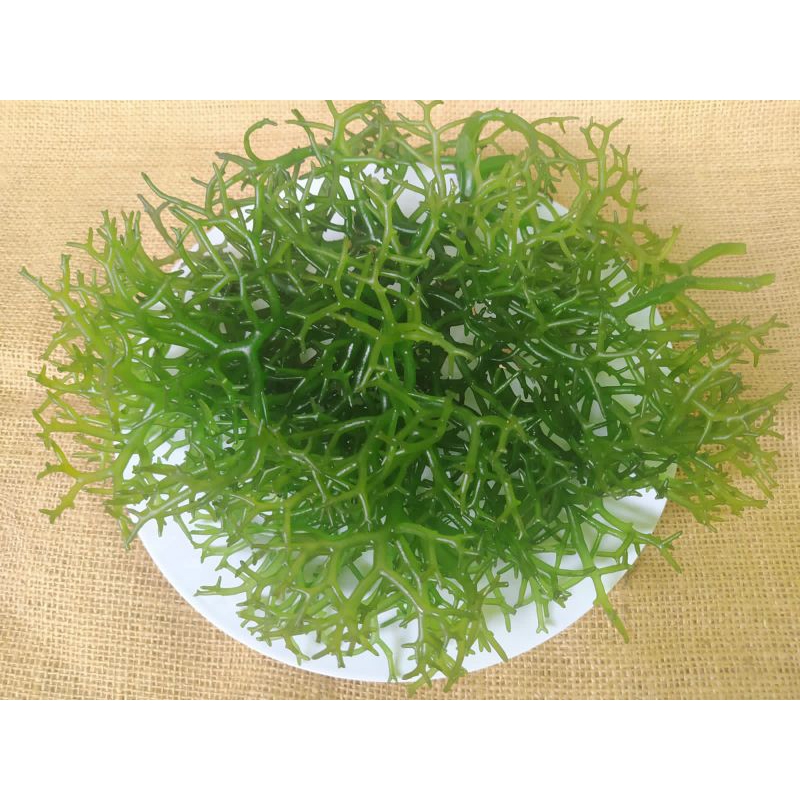 

Rumput Laut Hijau Segar (Batam Only)