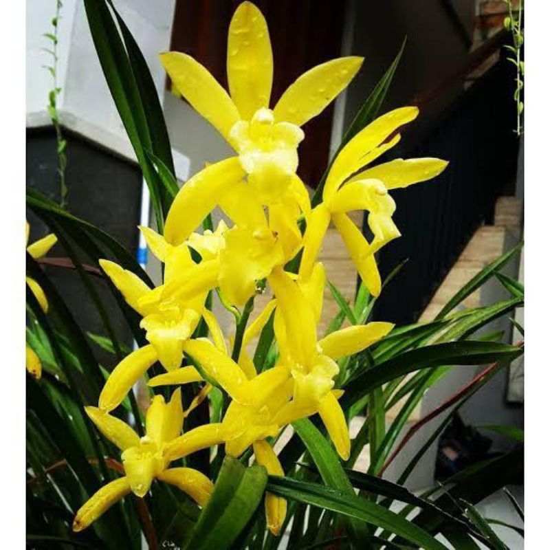 Anggrek Cymbidium Golden Boy kondisi knop Bunga Harum