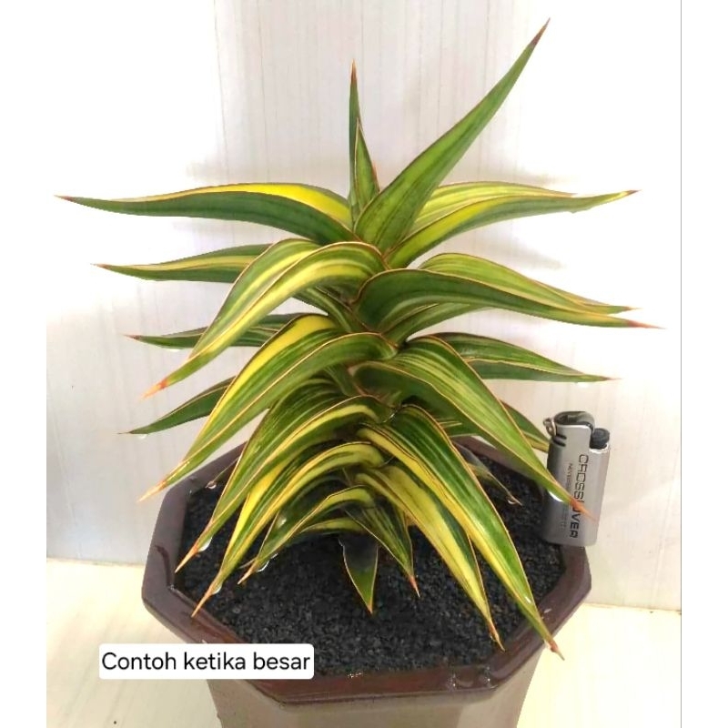 Lavranos 23251 Varigata Sansevieria Sansivera Sansiveria Lidahmertua