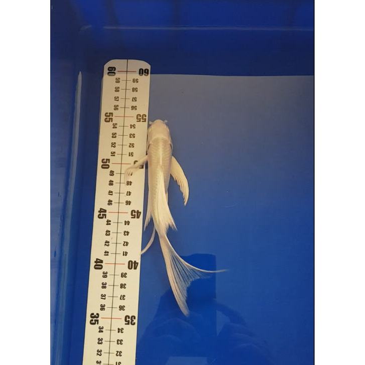 Koi Platinum Slayer / Kumpay size 16_18 Cm