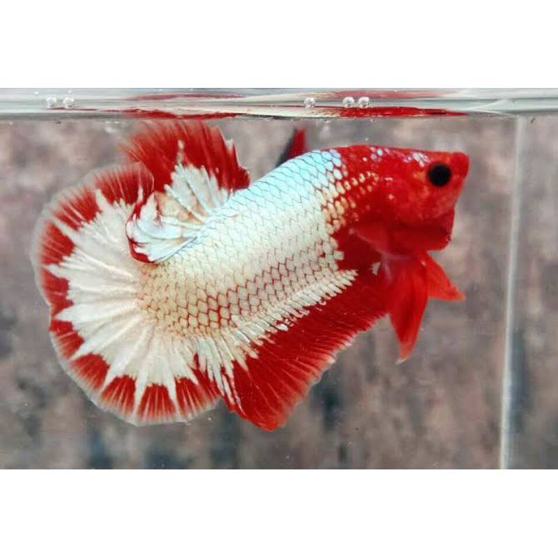 FCCP RED HEAD (MALE/FEMALE)