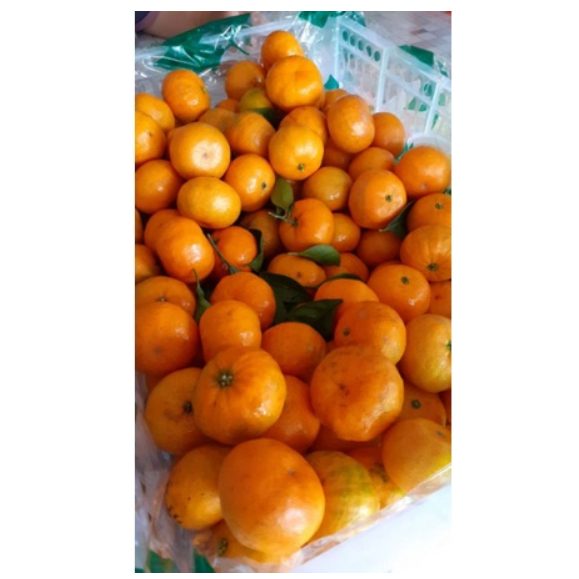 

Jeruk Santang Daun 500 gram Jeruk Santhang Segar Buah Segar Cikarang