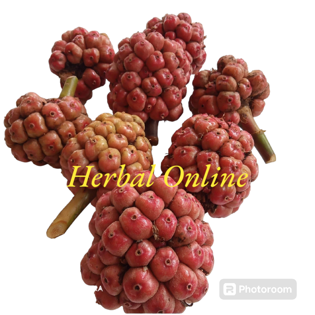 

Buah Honje Segar 1 kg - Honje Merah Laka Fresh Herbal