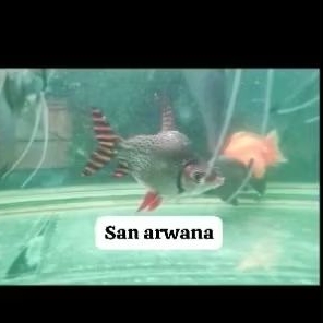 ikan rff short body king red Feifeng unik import tankmate aro