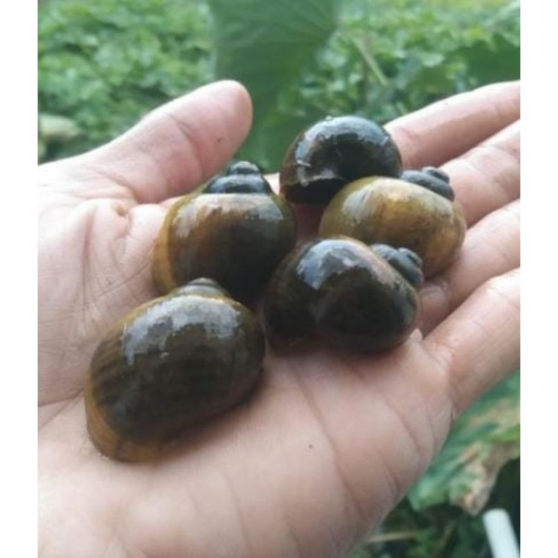 Keong sawah hidup 250 gram