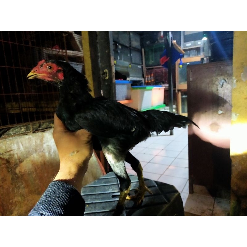 

ayam kampung hidup ( kurir ojek online)