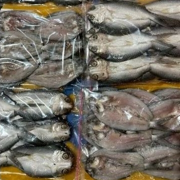 

BANDENG CABUT DURI ISI 9-12