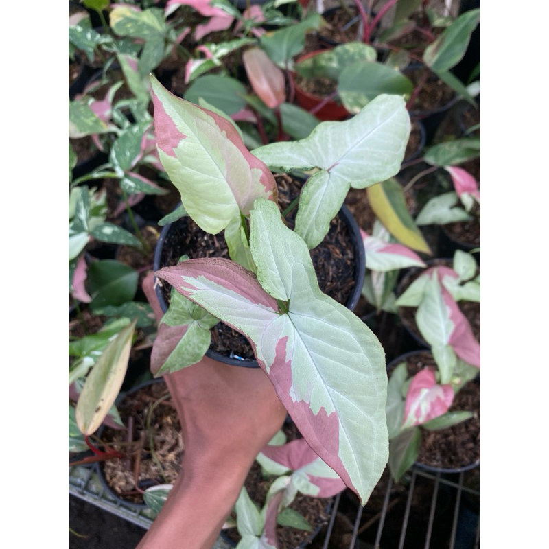 syngonium pink salmon