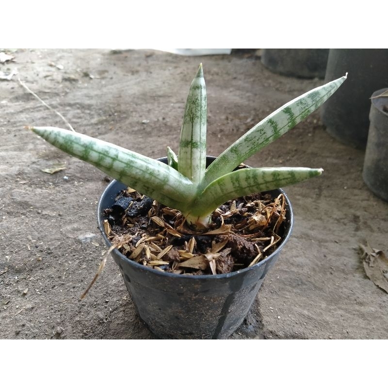 sansevieria boncel on pot 10