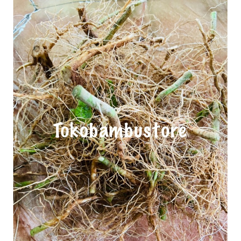 

Akar pecut kuda akar jarong segar 250 gram-az