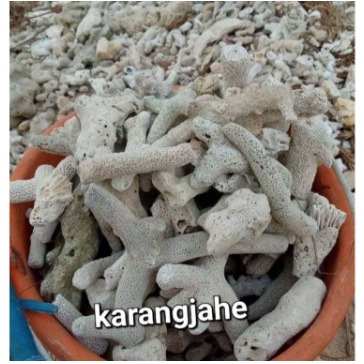 karang jahe media filter aquarium/batu karang jahe/ginger coral/ ph air aquarium