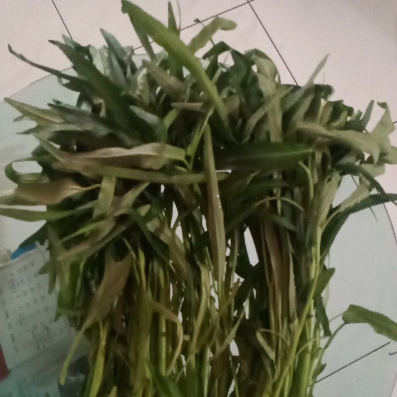 

Kangkung Hijau 1 iKat Fresh