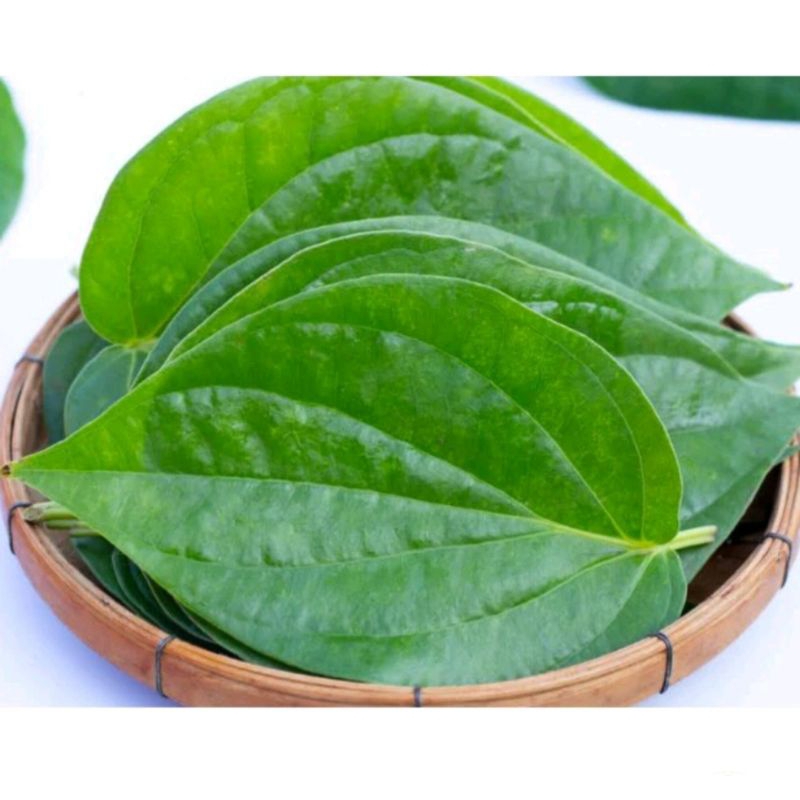 Daun sirih segar temu ros. 25 lembar