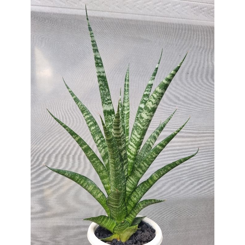 Cordova / Sansevieria Hybrid Cordova