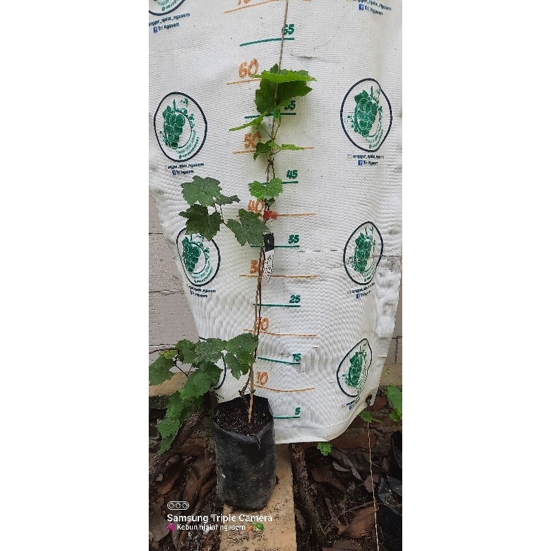 Bibit anggur Gosv rs import