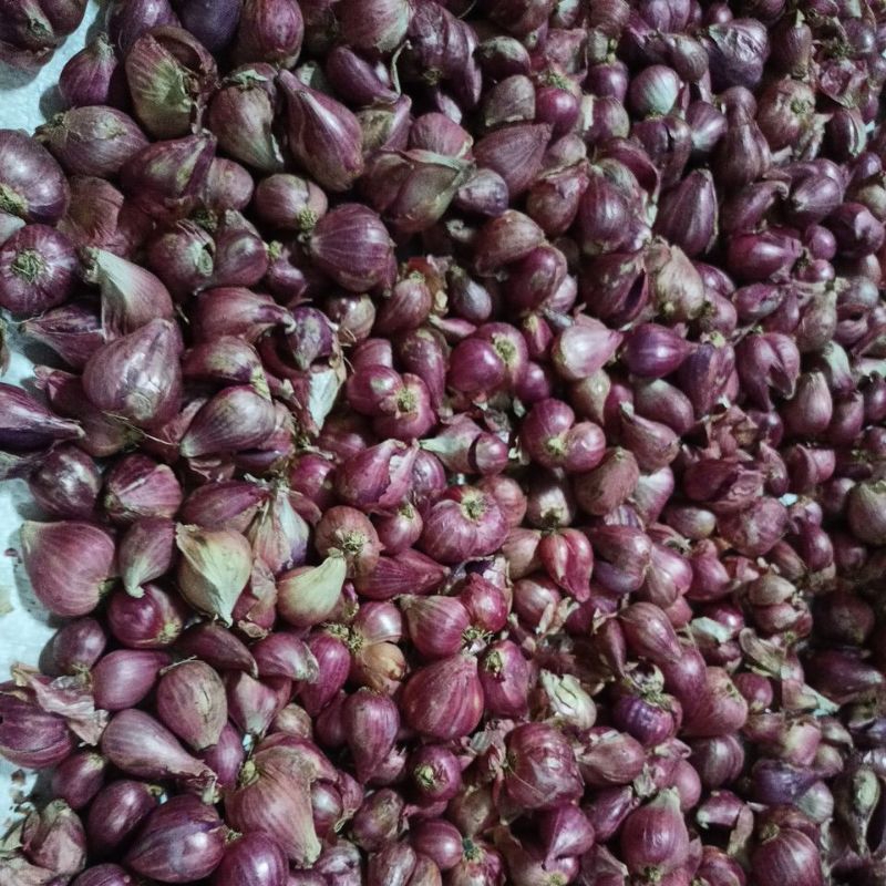 

Bawang Merah Super Murah