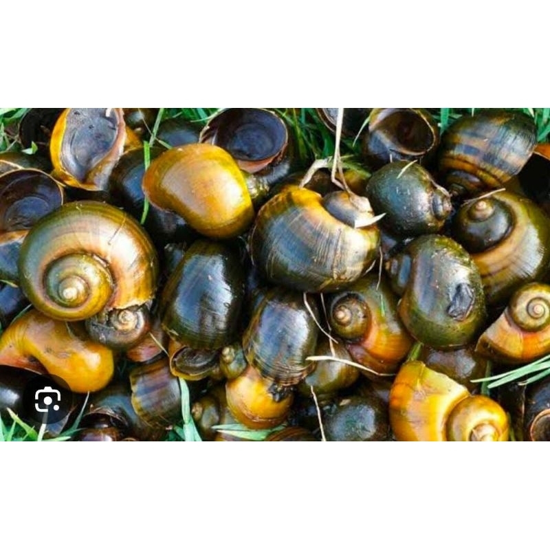 Cangkang Keong Mas Sawah Siput 1 Kg Kerajinan Utuh Hiasan Termurah