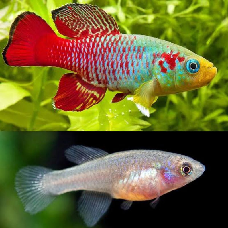 Killifish Guentheri Red 2-3cm | Bisa Bayar Ditempat | Packing Styrofoam