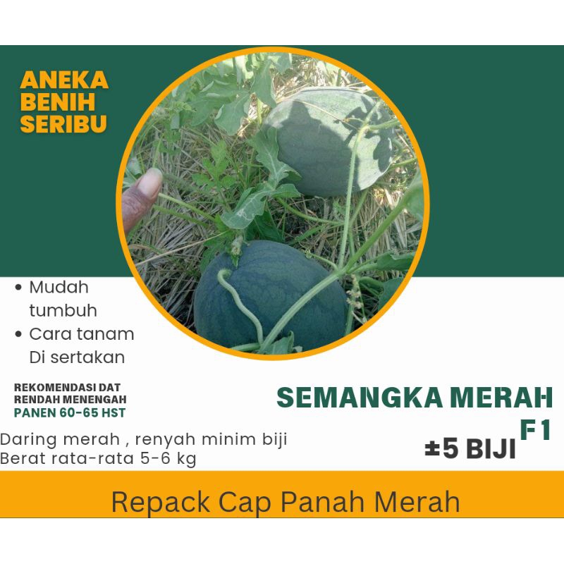 

Biji-Benih Semangka Merah Biji semangka Benih Semangka