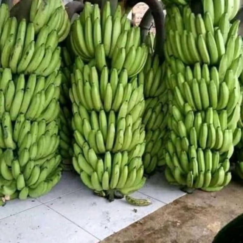 Bibit pisang Ambon super