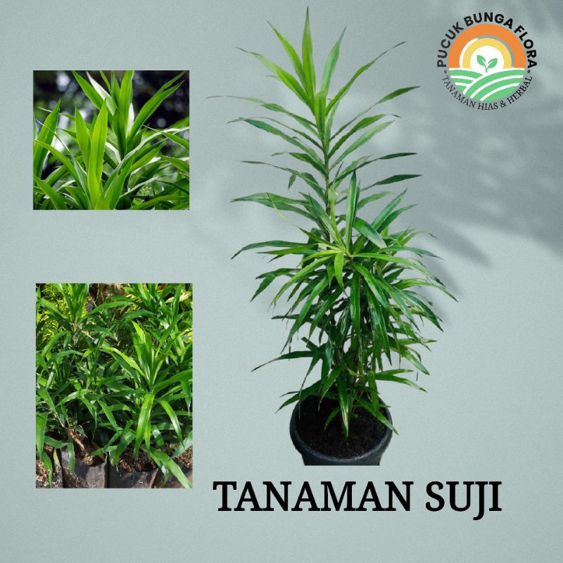 Tanaman suji daun suji campuran pewarna alama daun tanaman suji untuk cendol