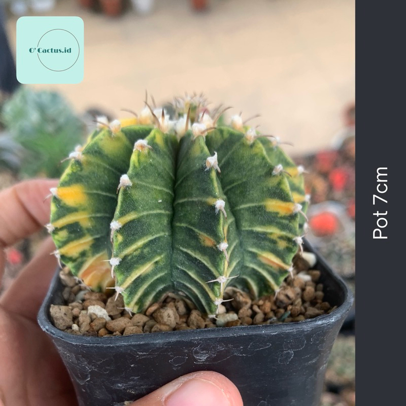 gymno lb var gymnocalycium mihanovichii mihanovichi varigata kaktus tanaman hidup hias gurun jumbo y