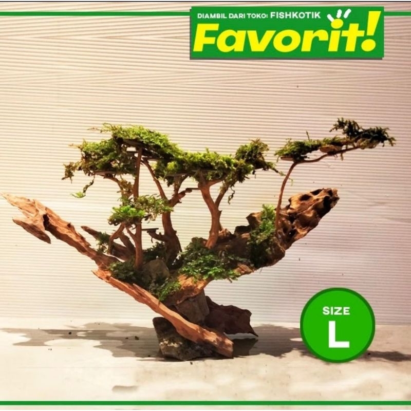 Bonsai Jungle Book (L) Tanaman Air Aquascape Hiasan Aquarium Ikan Hias
