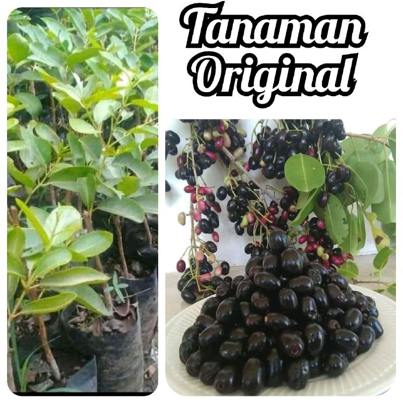 bibit juwet / tanaman juwet