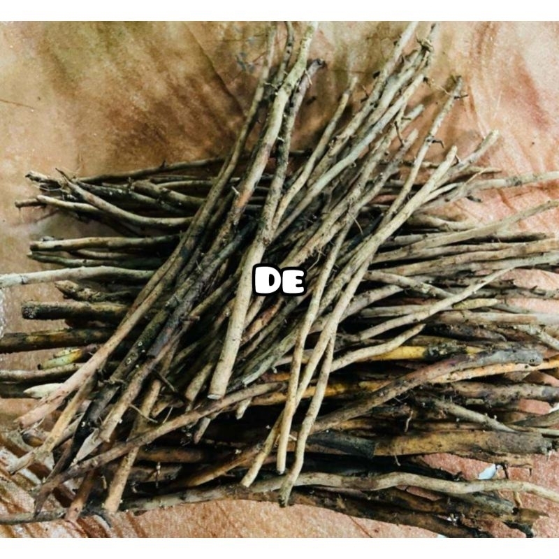 

Jual akar salak segar / akar pohon salak fresh-az