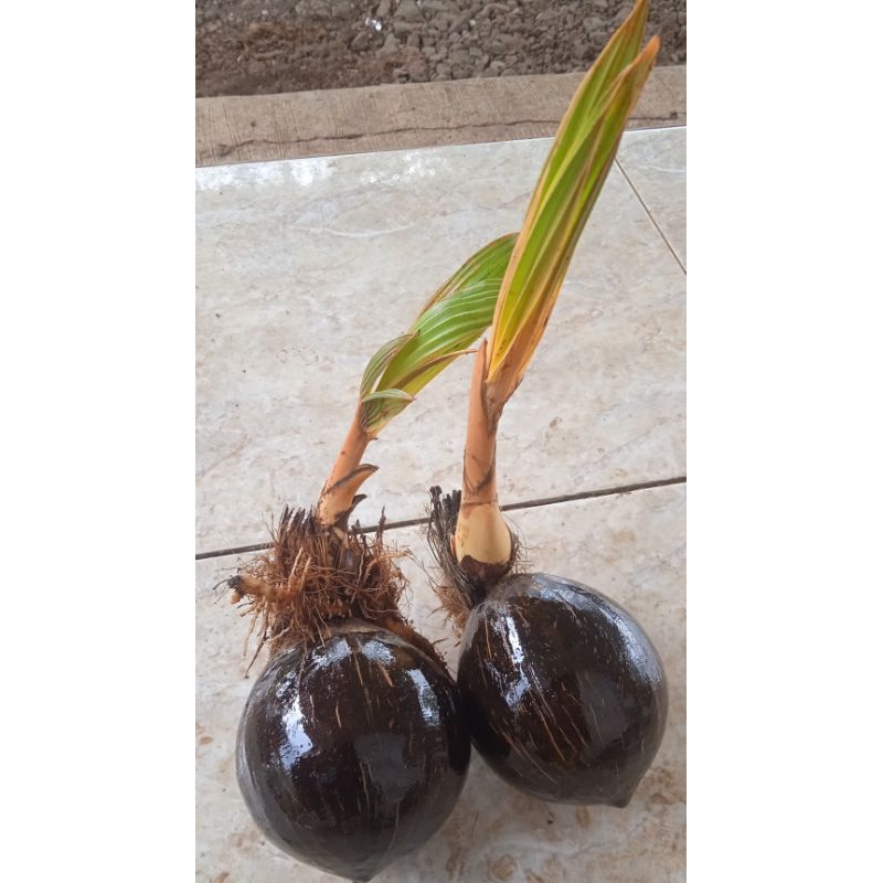 Bahan bonsai kelapa gading orange