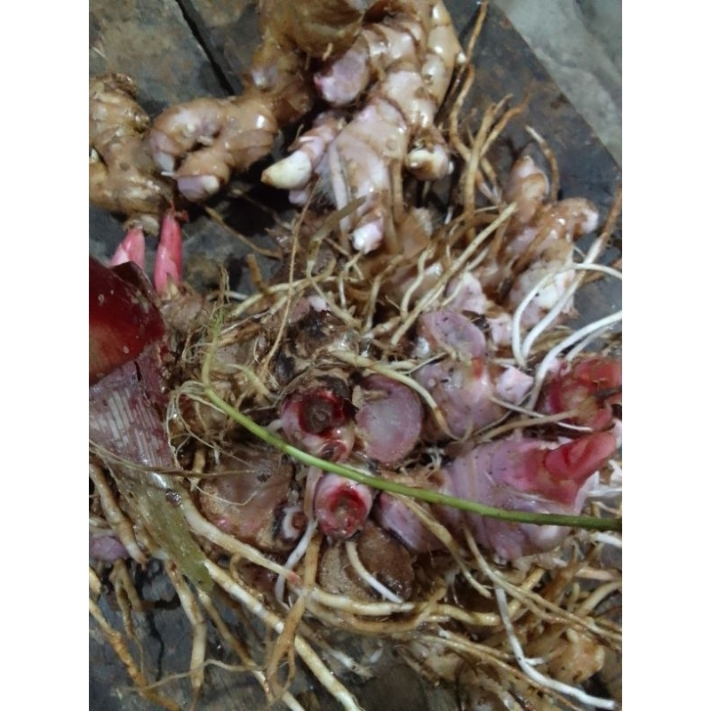 

panglai/bangle hitam 1kg bahan herbal ramuan tradisional