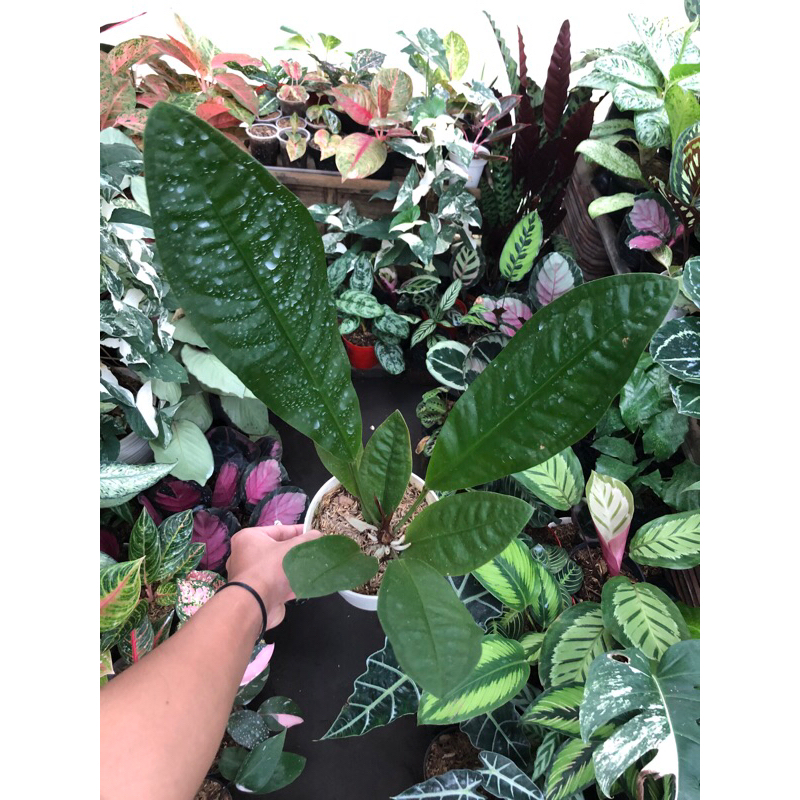 anthurium superboom neo jumbo +-45cm